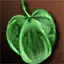 Special Pirate Fruit